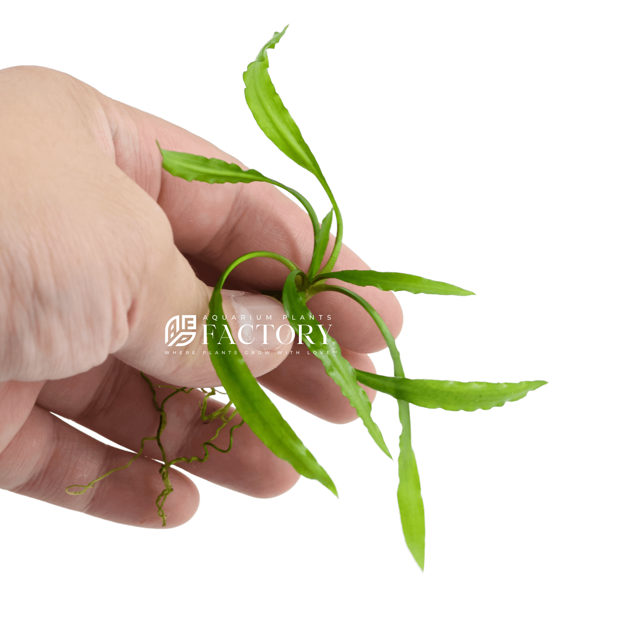 Cryptocoryne Spiralis Rare Aquarium Plants Factory®