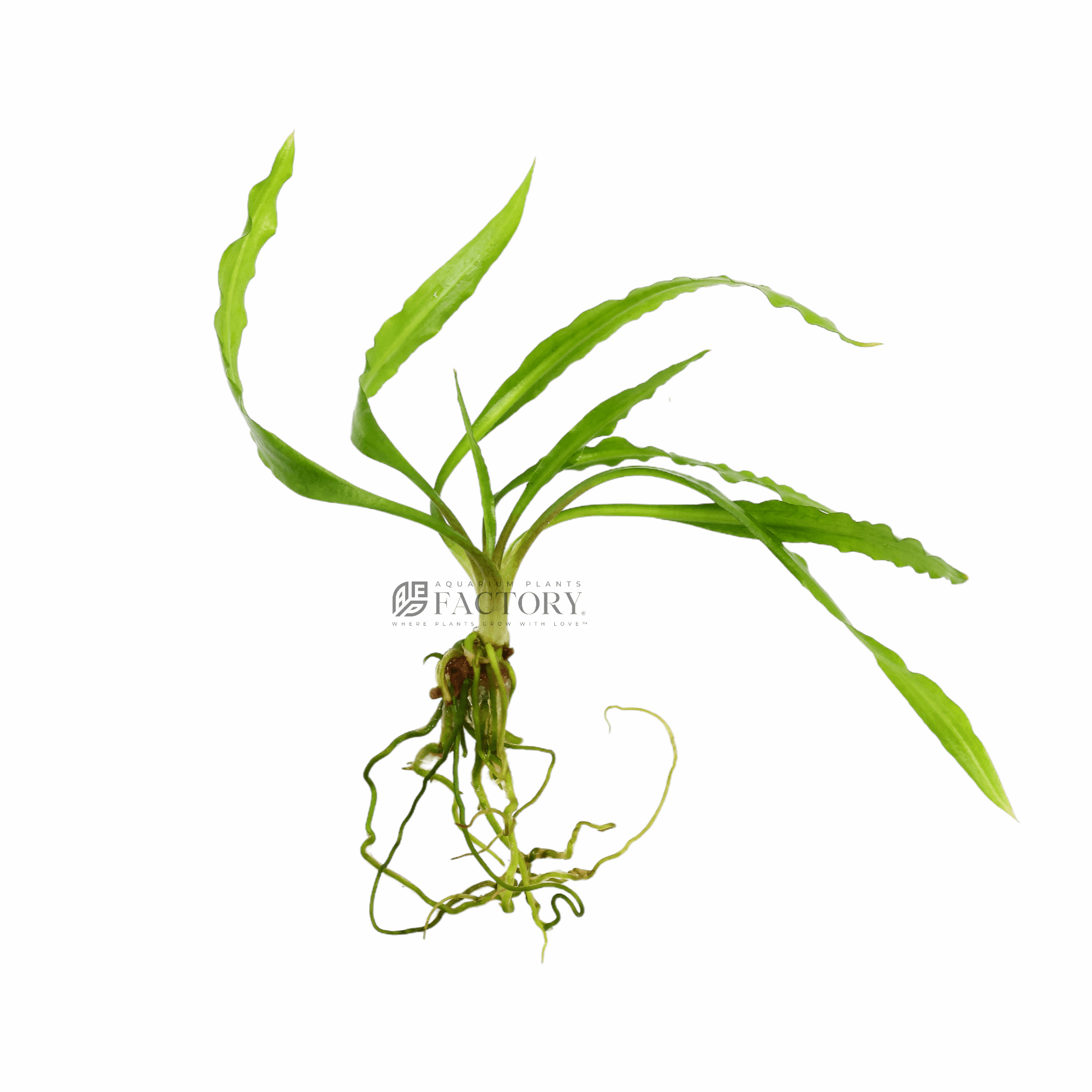 Cryptocoryne Spiralis Aquarium Plants Factory®