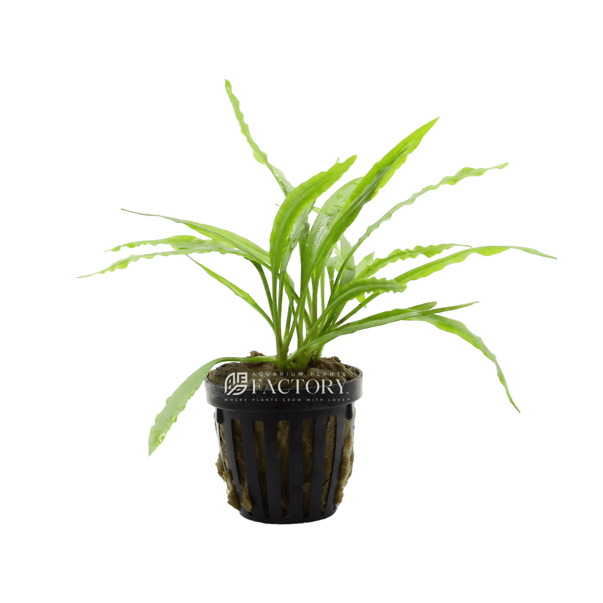 Cryptocoryne Spiralis Potted Aquarium Plants Factory
