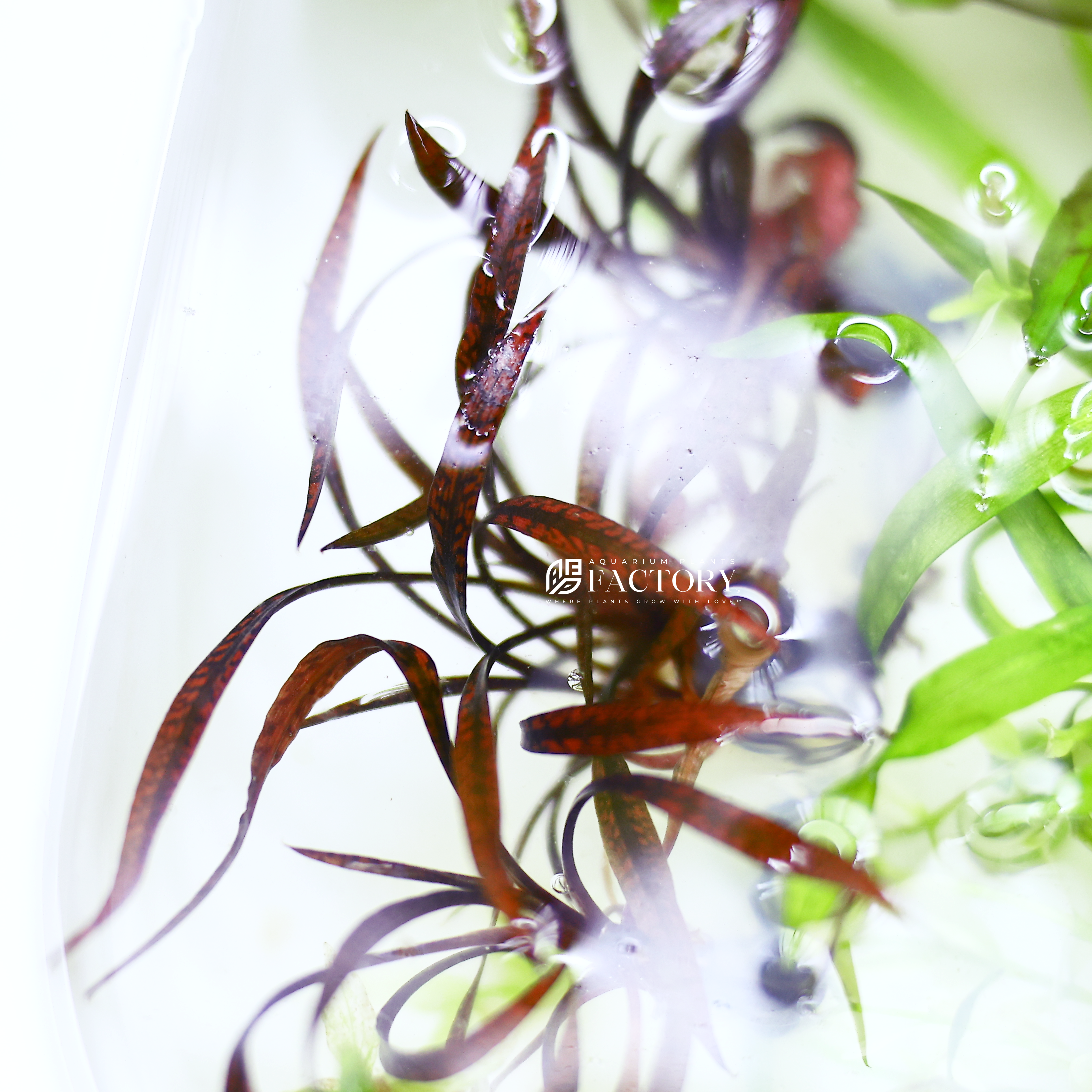 Cryptocoryne spiralis 'Red' Tissue Culture