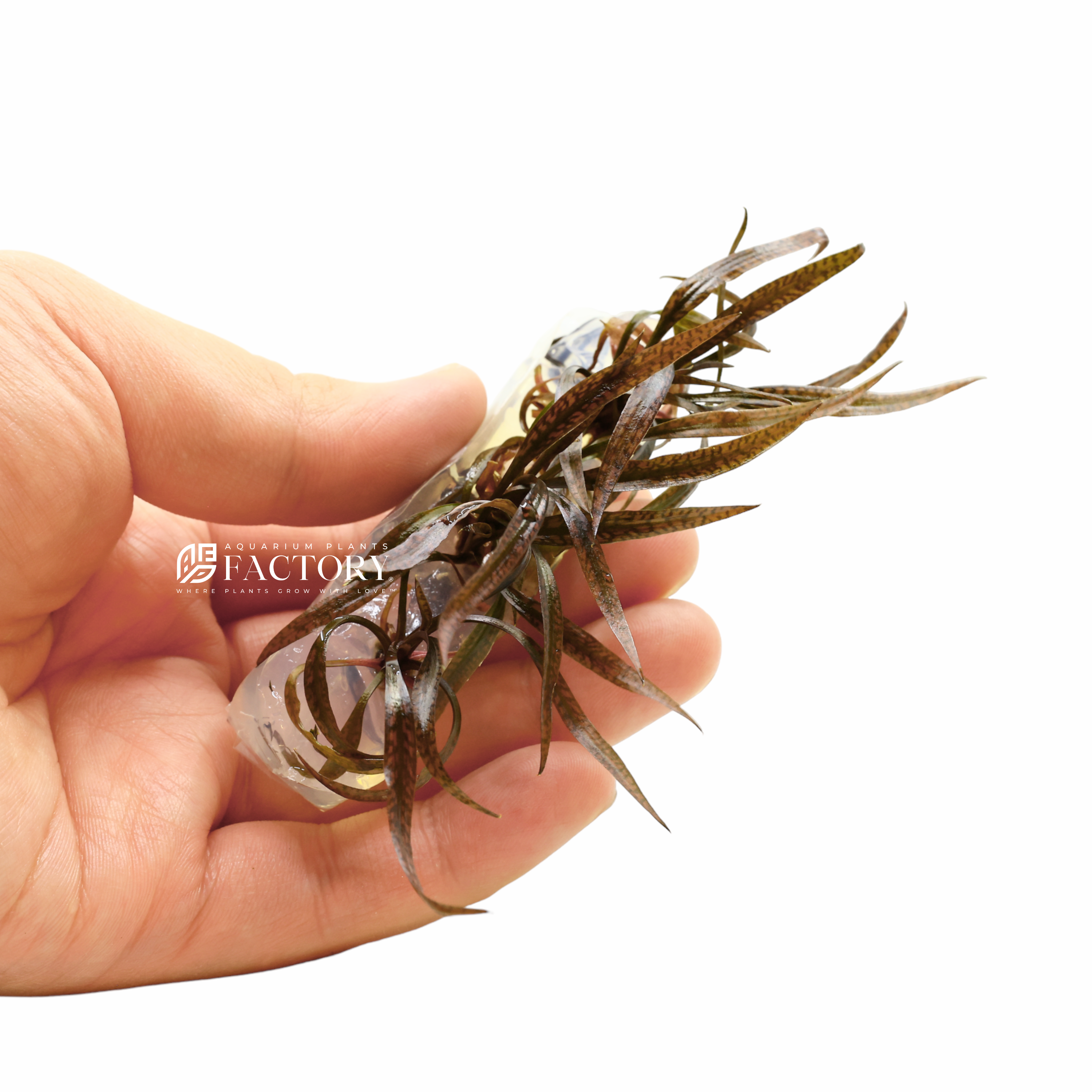 Cryptocoryne spiralis 'Red' is a popular aquatic plant in the aquarium hobby. It is a variant of Cryptocoryne spiralis, a species of Cryptocoryne native to Southeast Asia.  As its name suggests, 'Red' features red coloration on its leaves. This is due to the presence of anthocyanin pigments, which are produced in response to certain environmental conditions. Under high light and nutrient levels, 'Red' can develop intense red coloration, which makes it a desirable addition to planted aquariums.