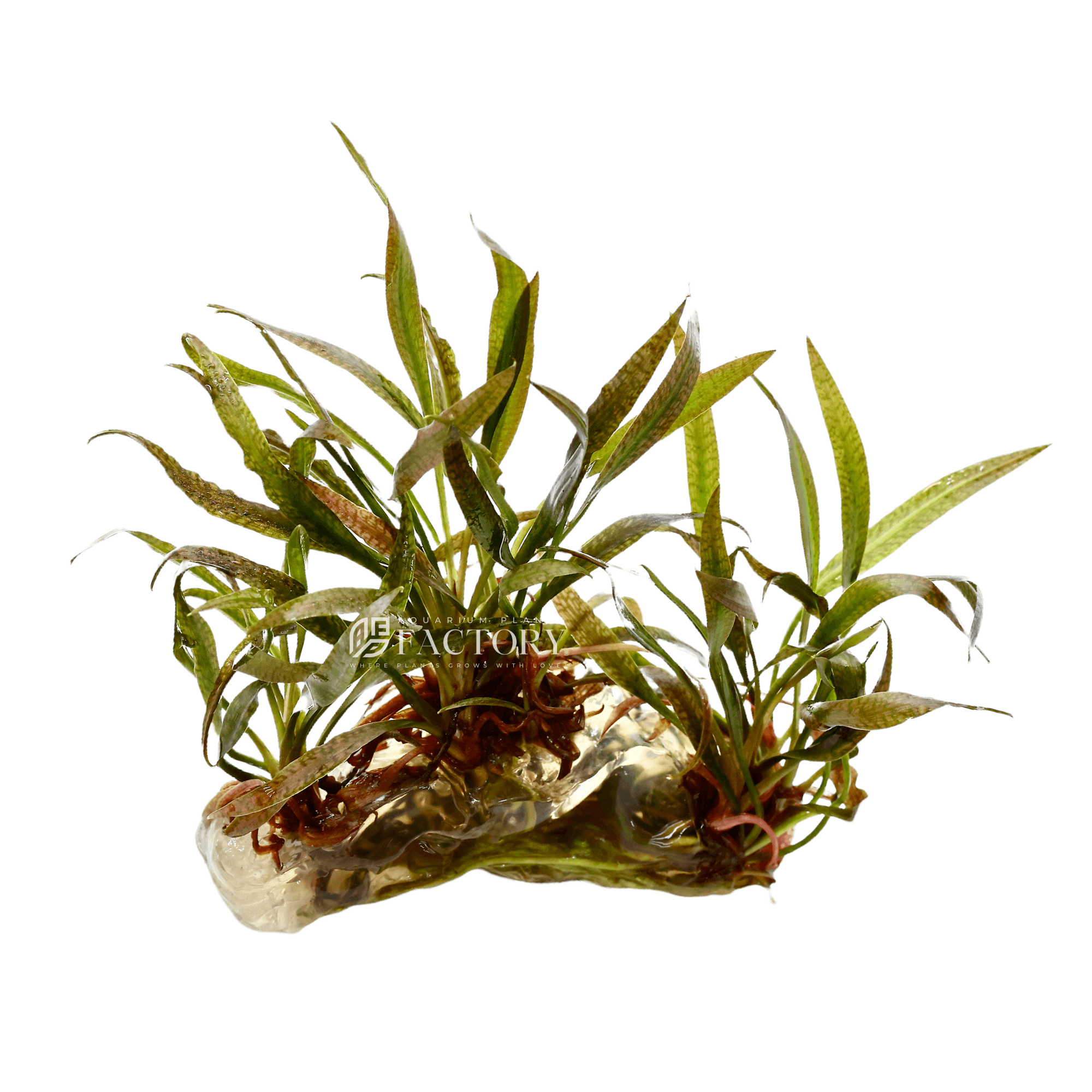 Cryptocoryne Spiralis Tiger Tissue Culture