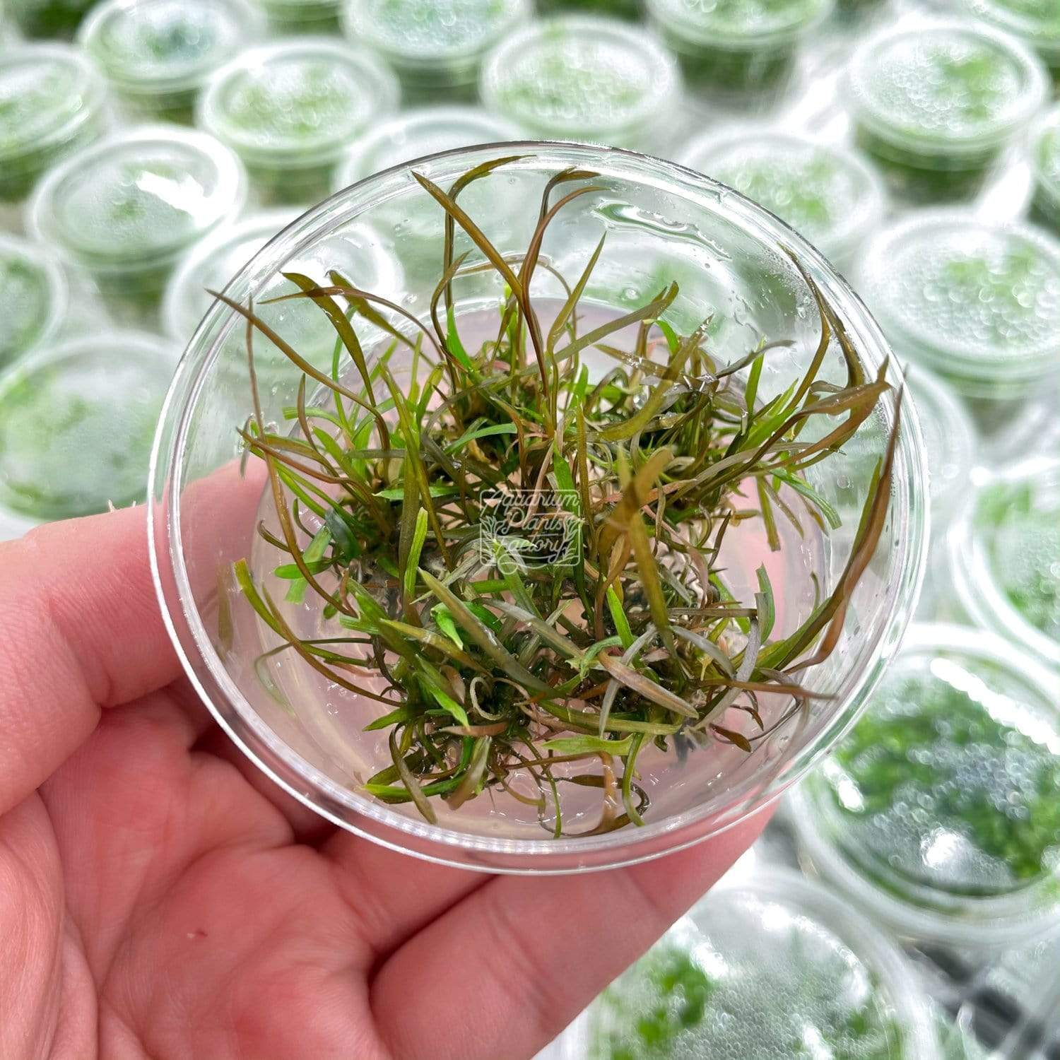 Cryptocoryne Tonkinensis - Tissue Culture Cup - Aquarium Plants Factory