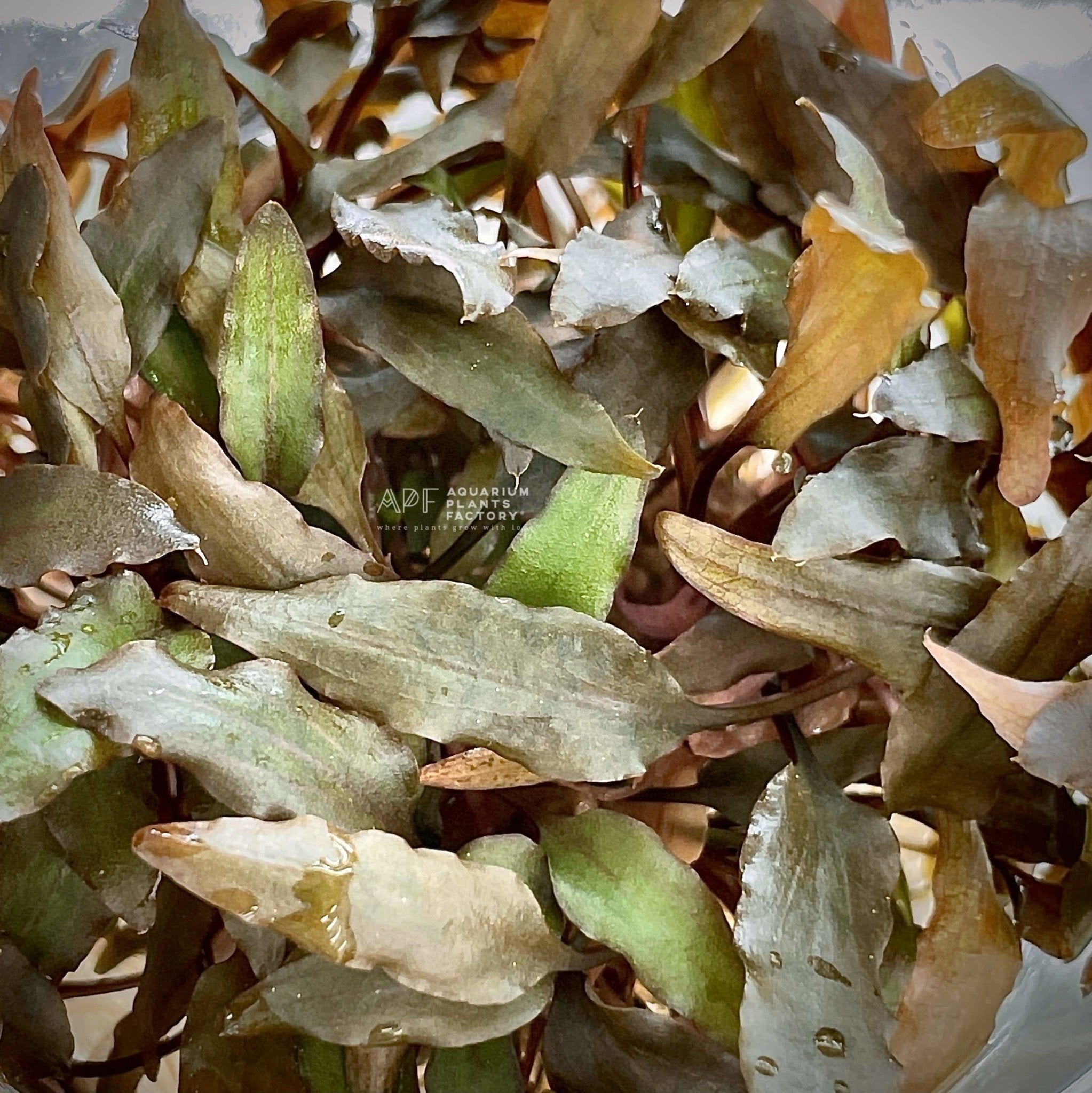 Cryptocoryne Undulatus Red | Crypt Red | APF Aquarium Plants Factory®