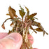 Cryptocoryne Undulatus Red | Crypt Red Bare-root | APF Aquarium Plants Factory®