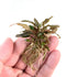 Cryptocoryne Undulatus Red | Crypt Red | APF Aquarium Plants Factory®