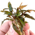 Cryptocoryne Undulatus Red | Crypt Red | APF Aquarium Plants Factory®