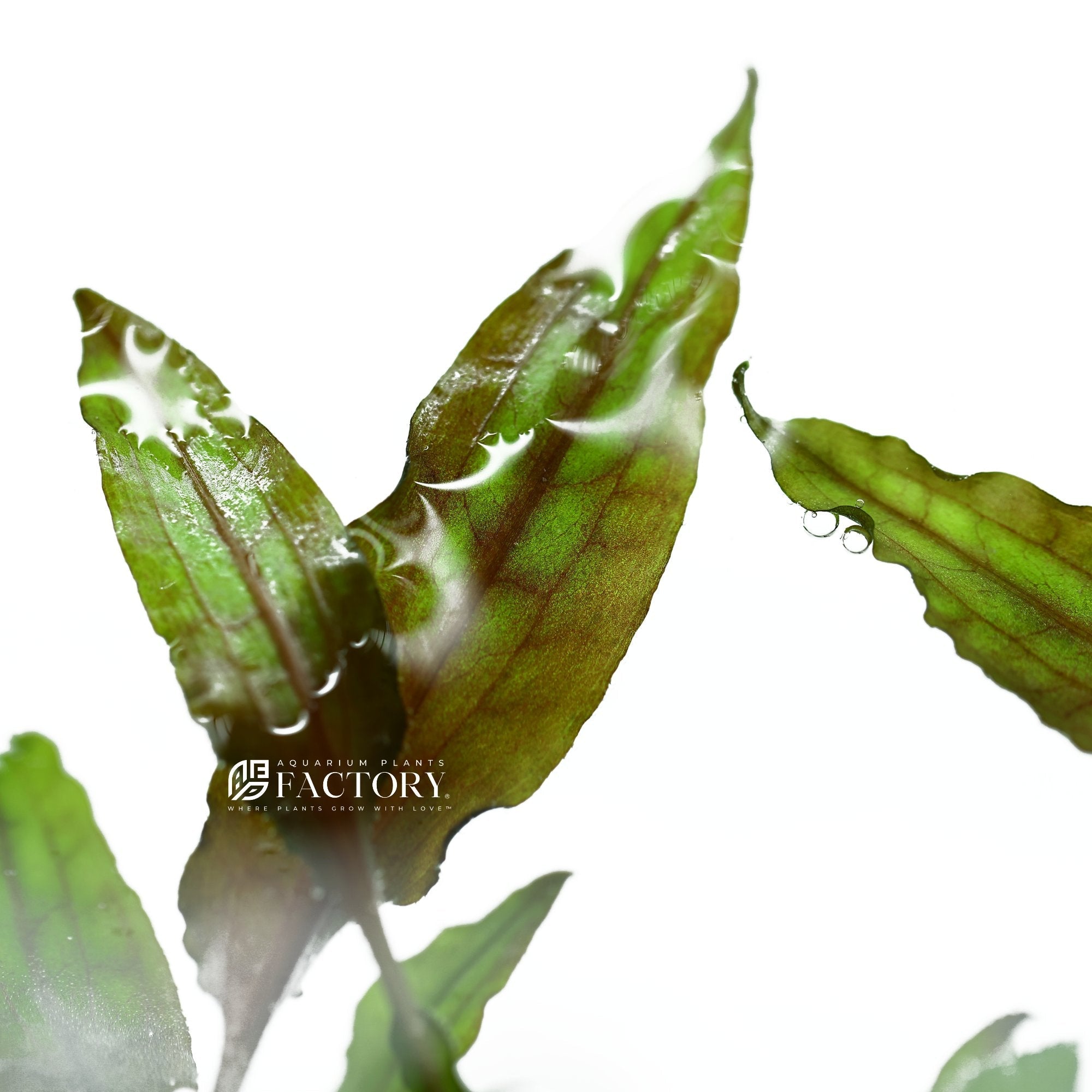 Cryptocoryne Usteriana Tissue Culture APF Aquarium Plants Factory®