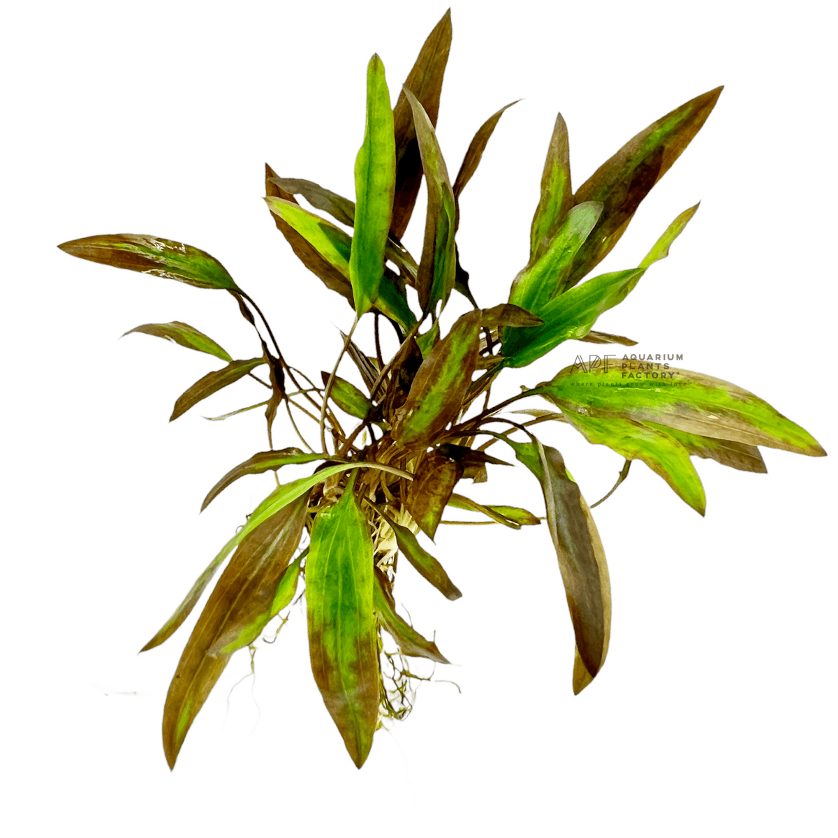 Cryptocoryne Affinis Red live aquarium plant