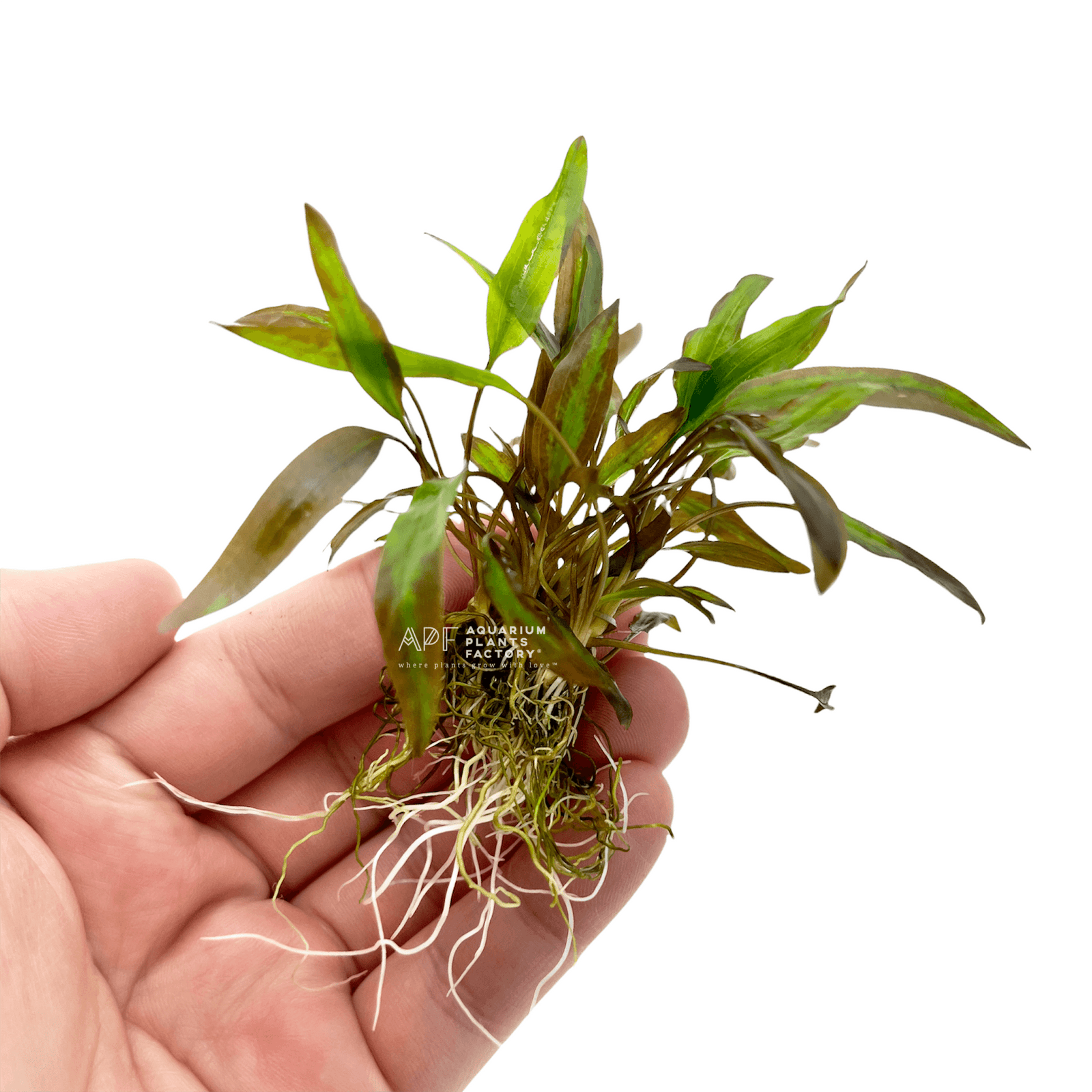 Cryptocoryne Affinis Red