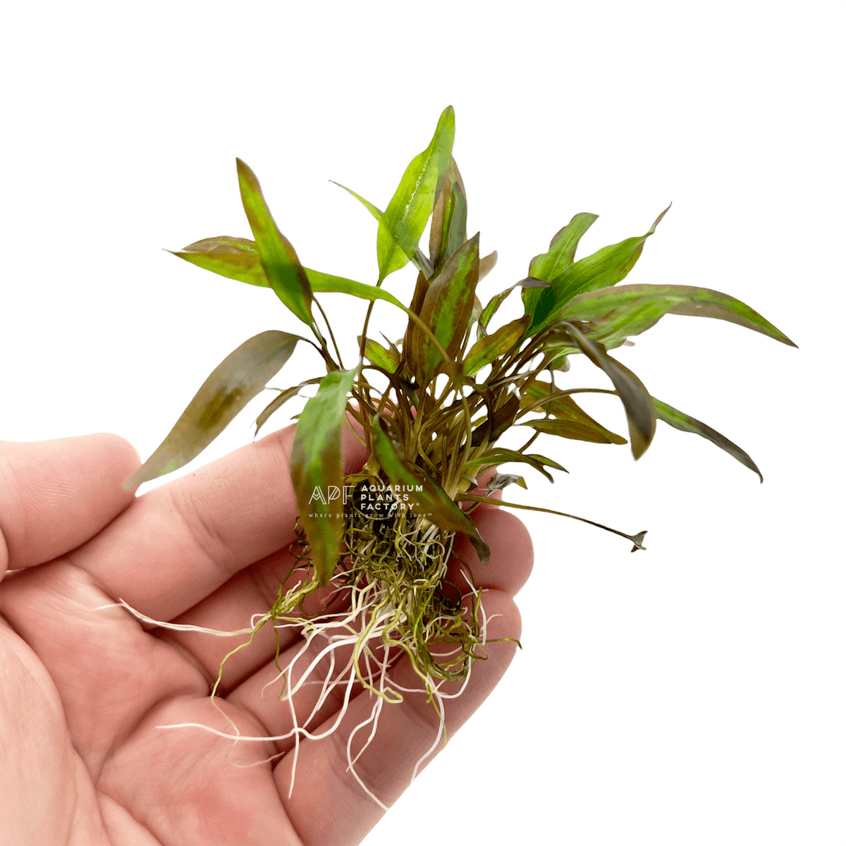 Cryptocoryne Affinis Red live aquarium plant, view 2