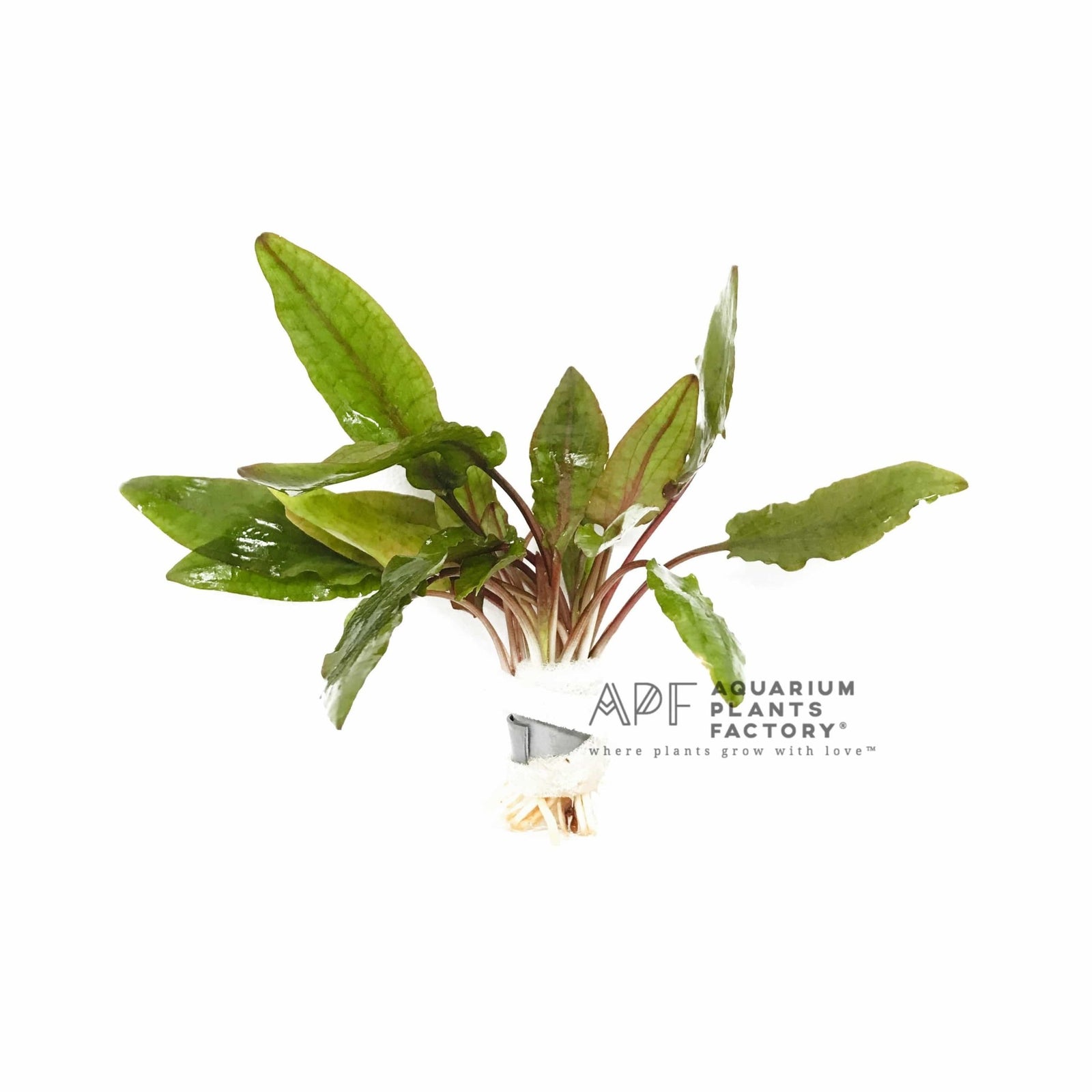 Cryptocoryne wendtii 'Brown' - Aquarium Plants Factory