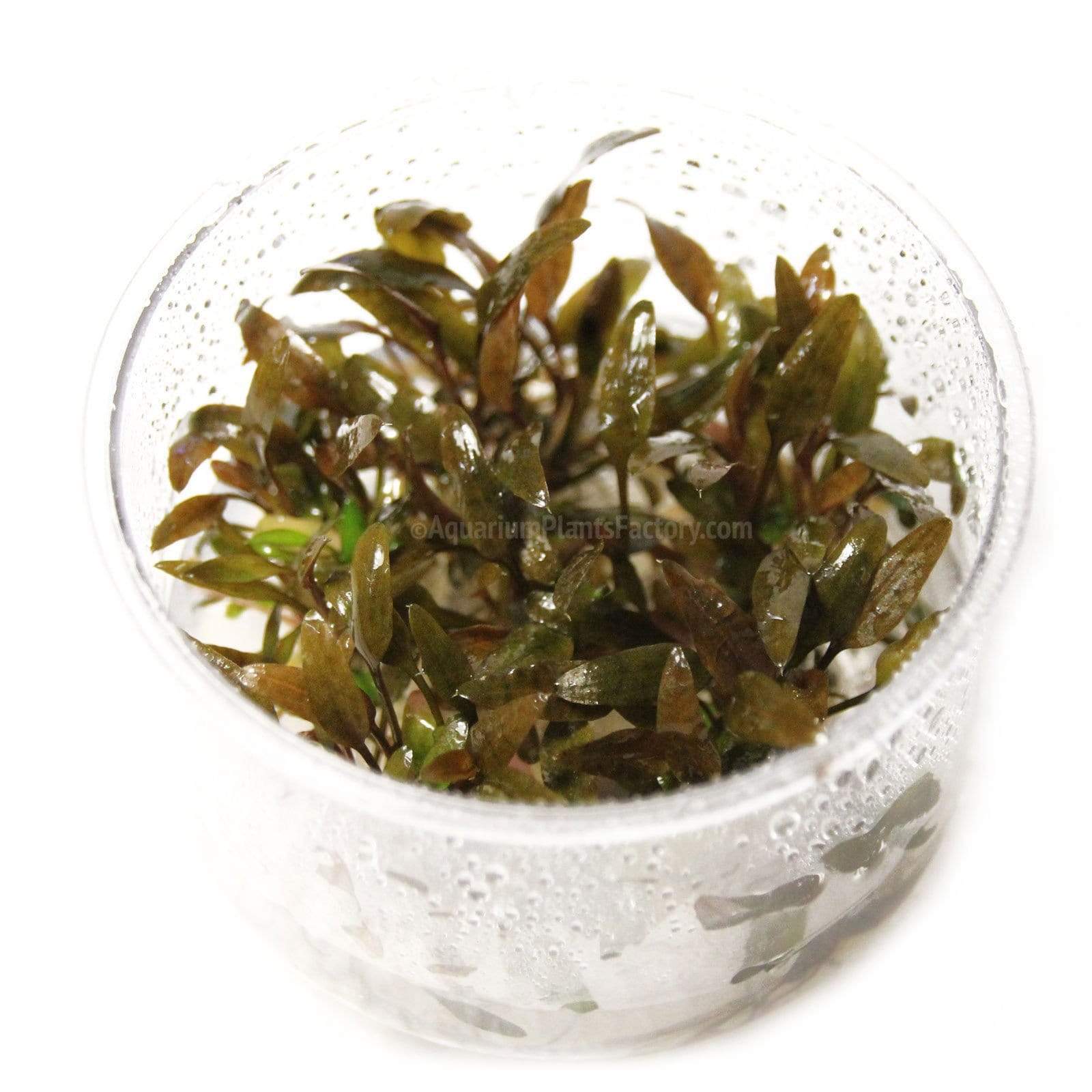 Tissue cultured Crypt Wendtii Brown with chocolate-toned foliage in sterile cup for freshwater aquascapes