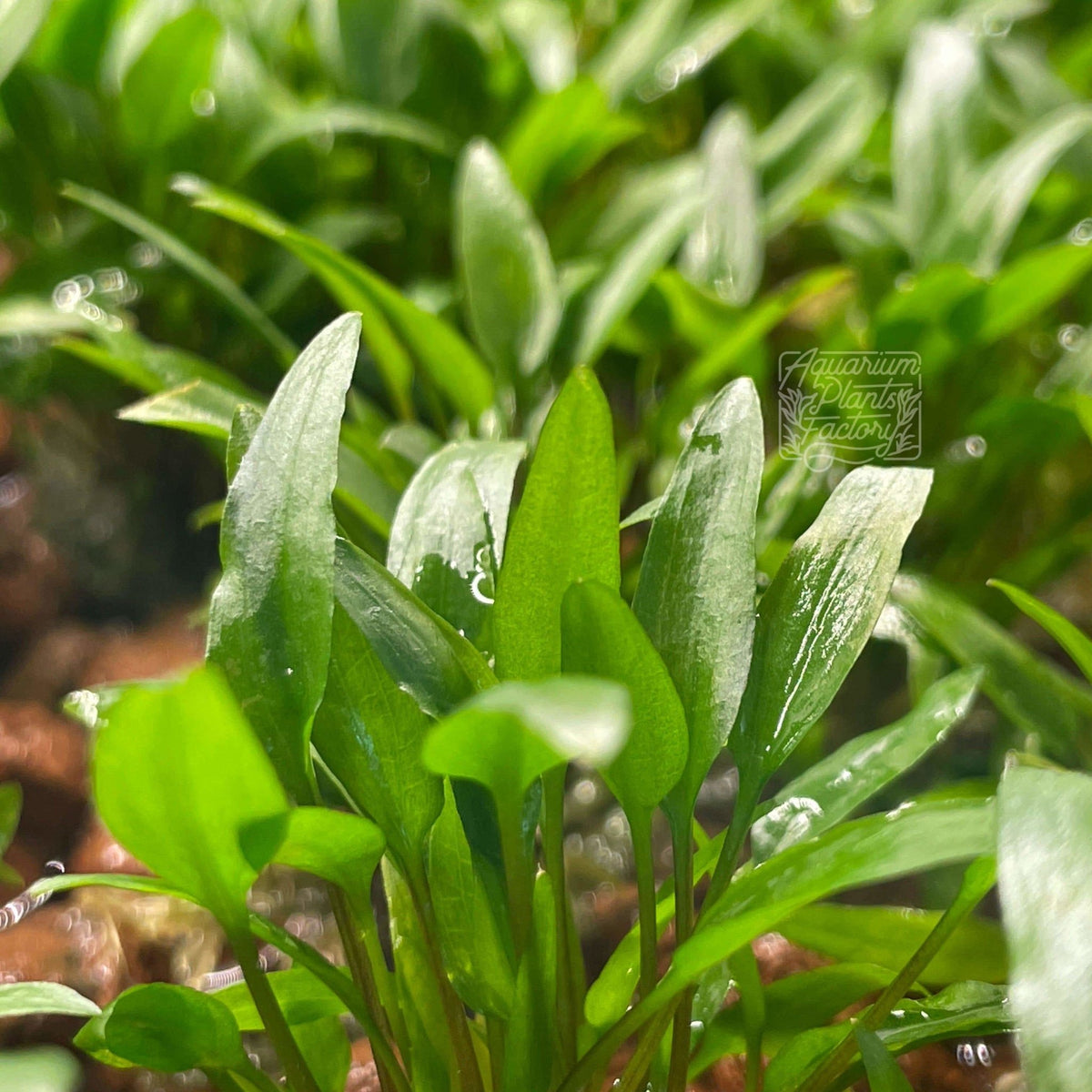 Cryptocoryne Wendtii Green (Cryptocoryne wendtii 'Green') second view