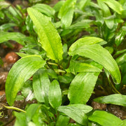 Cryptocoryne Wendtii Green (Cryptocoryne wendtii 'Green') aquarium plant