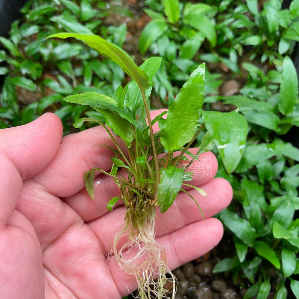 Cryptocoryne Wendtii Green (Cryptocoryne wendtii 'Green') bare-root plants