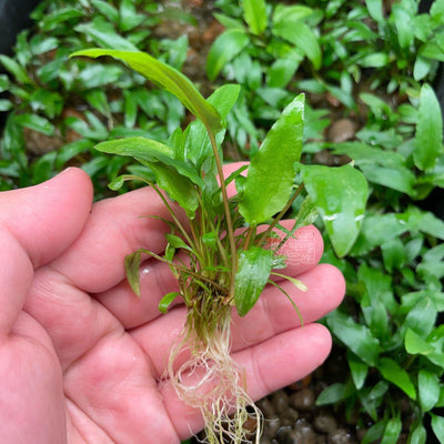 Cryptocoryne Wendtii Green Bare-root | APF Aquarium Plants Factory®