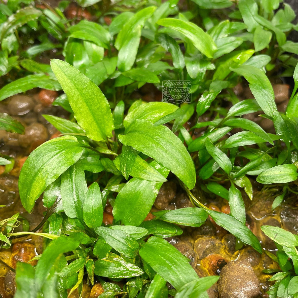 Cryptocoryne Wendtii Green (Cryptocoryne wendtii 'Green') wavy green leaves