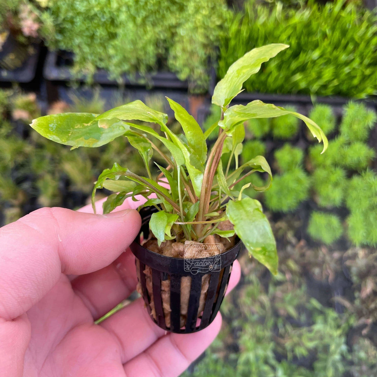 Cryptocoryne Wendtii 'Green' Potted