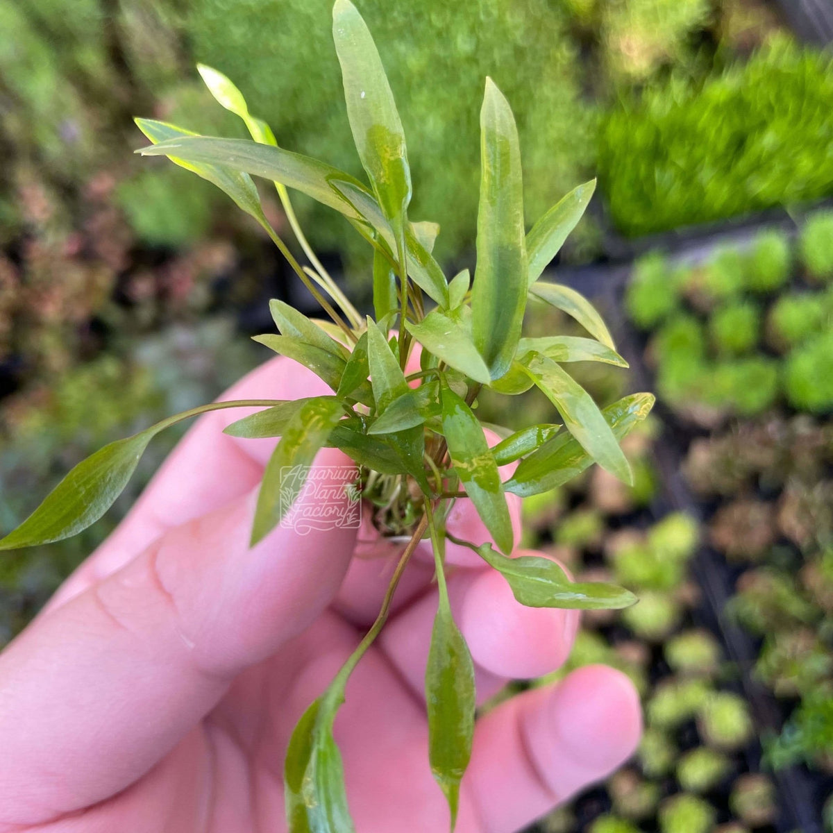 Cryptocoryne Wendtii Green | APF Aquarium Plants Factory®