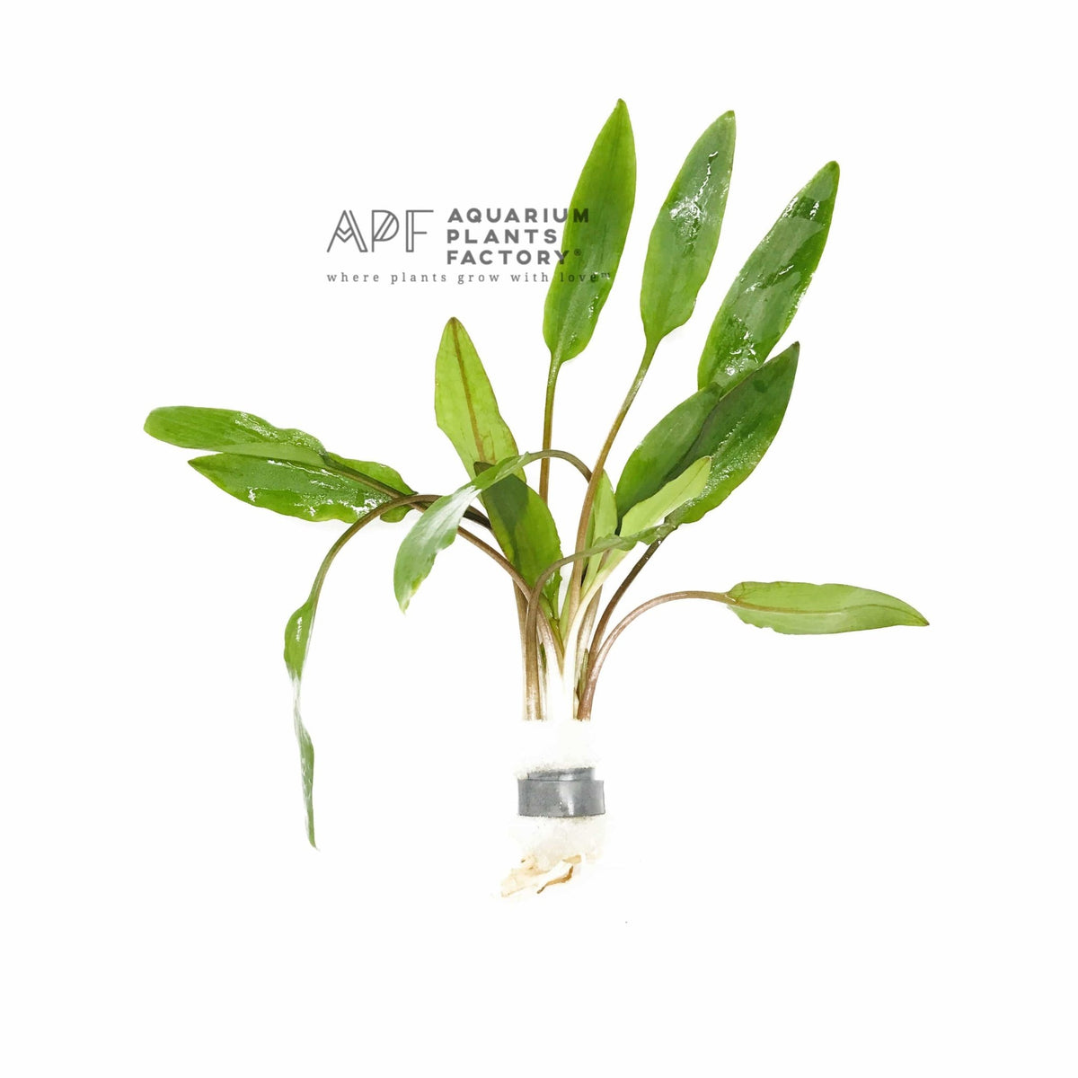 Cryptocoryne Wendtii Green (Cryptocoryne wendtii 'Green') bunched with lead weight