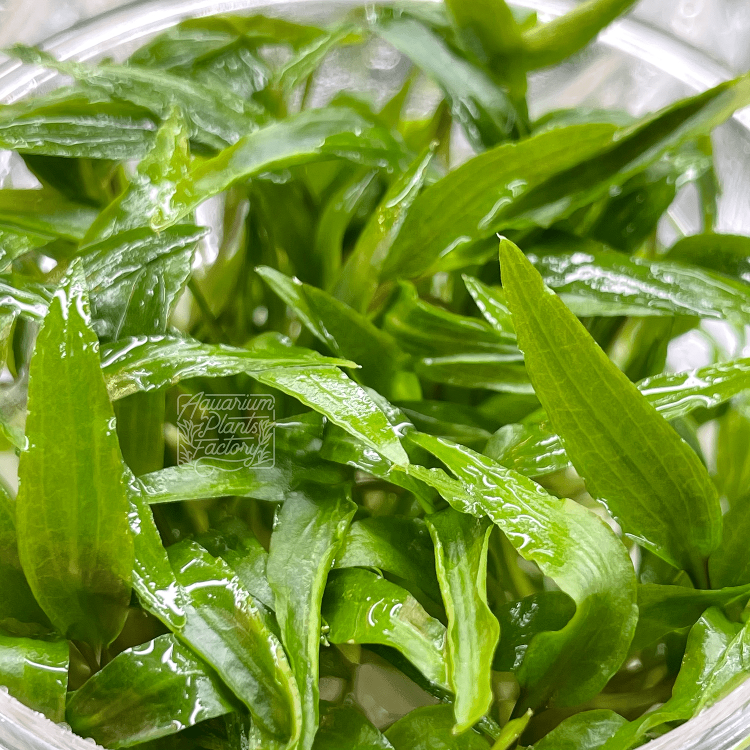 Cryptocoryne Wendtii 'Green' - Tissue Culture Cup - Aquarium Plants Factory