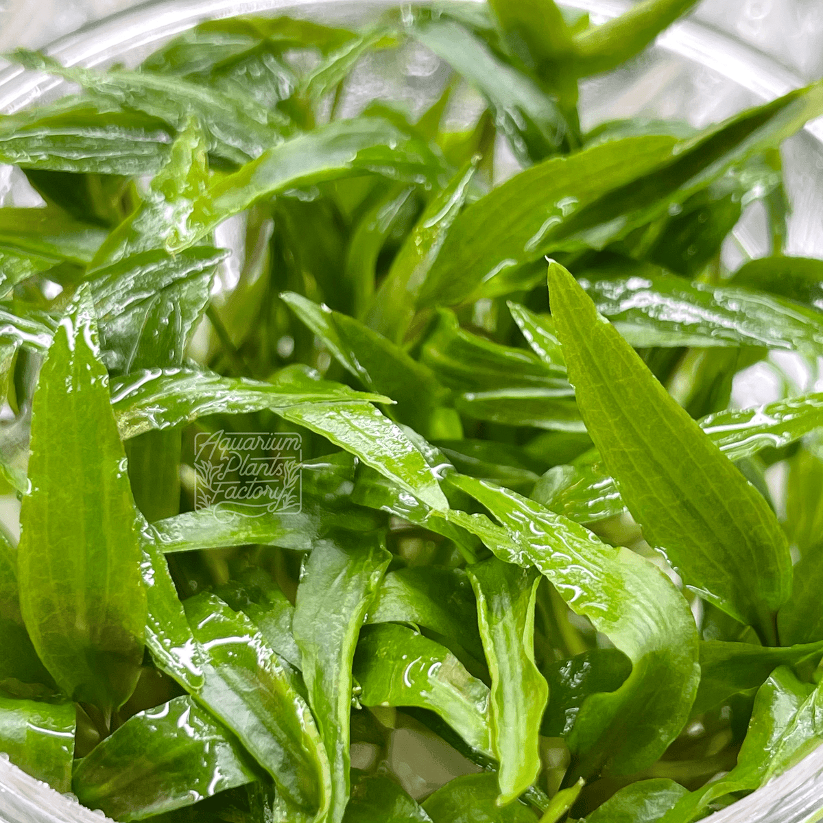 Cryptocoryne Wendtii 'Green' - Tissue Culture Cup, photo 4