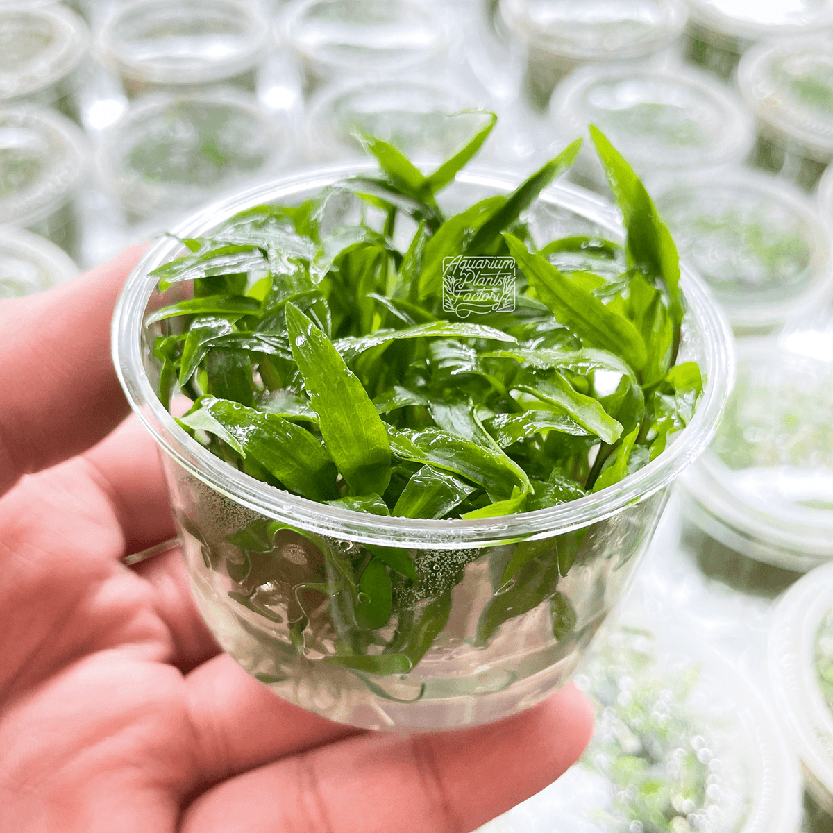 Aquarium-safe, snail-free Cryptocoryne Wendtii Green in gel medium
