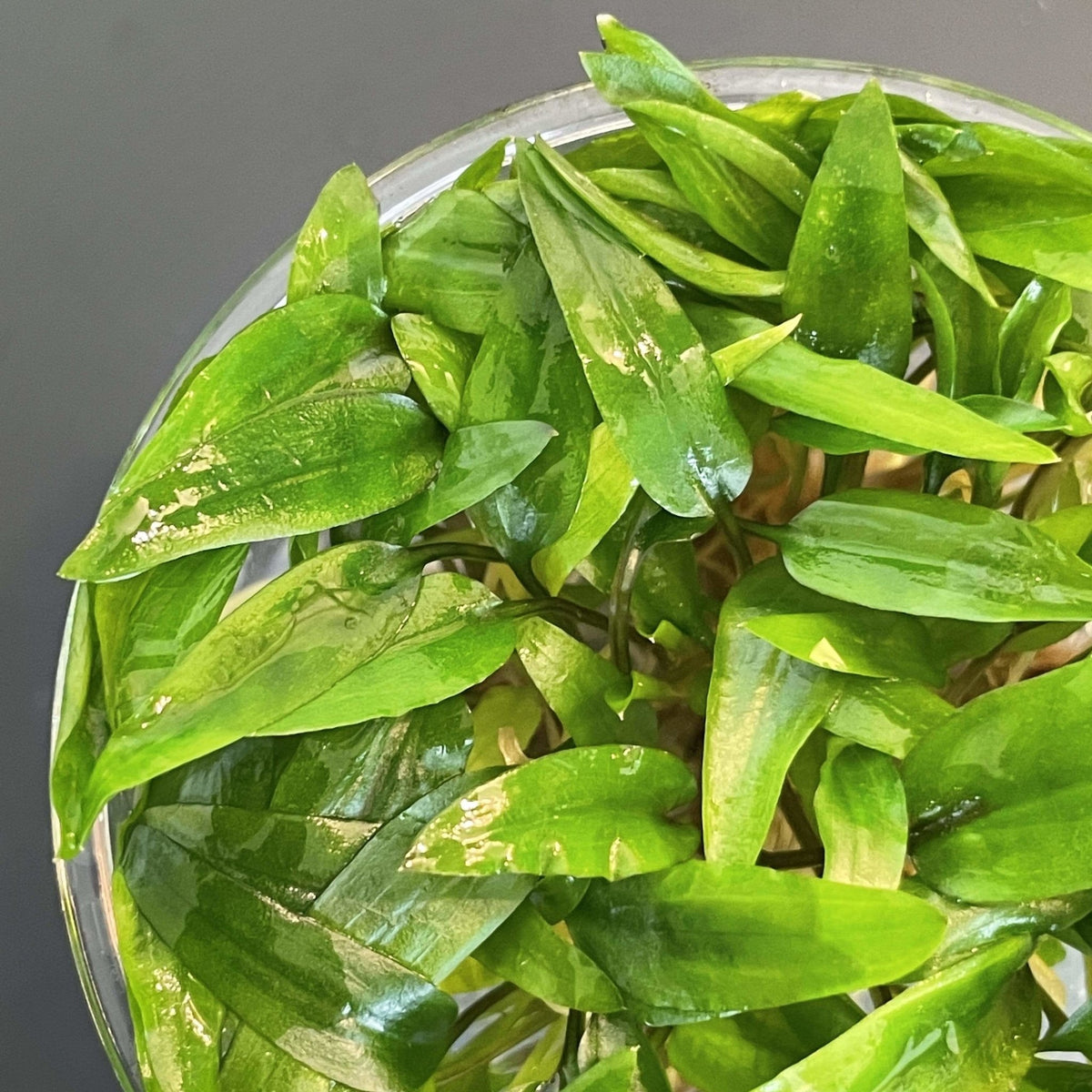 Cryptocoryne Wendtii 'Green' - Tissue Culture Cup, photo 6