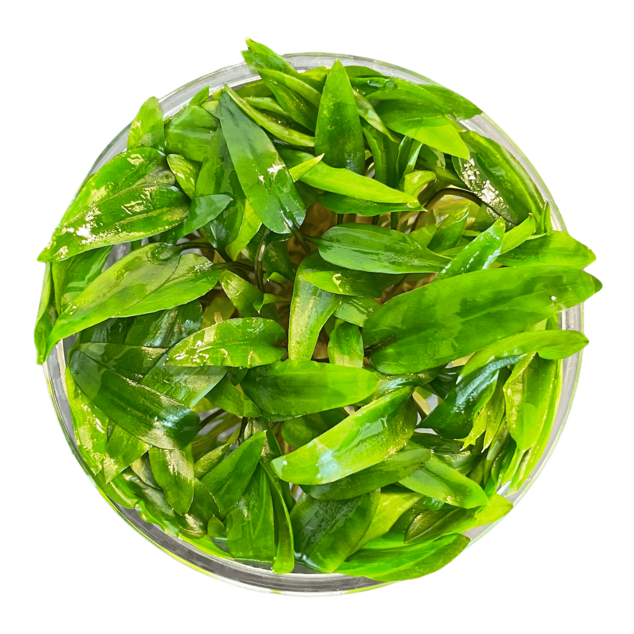 Cryptocoryne Wendtii 'Green' - Tissue Culture Cup - Aquarium Plants Factory