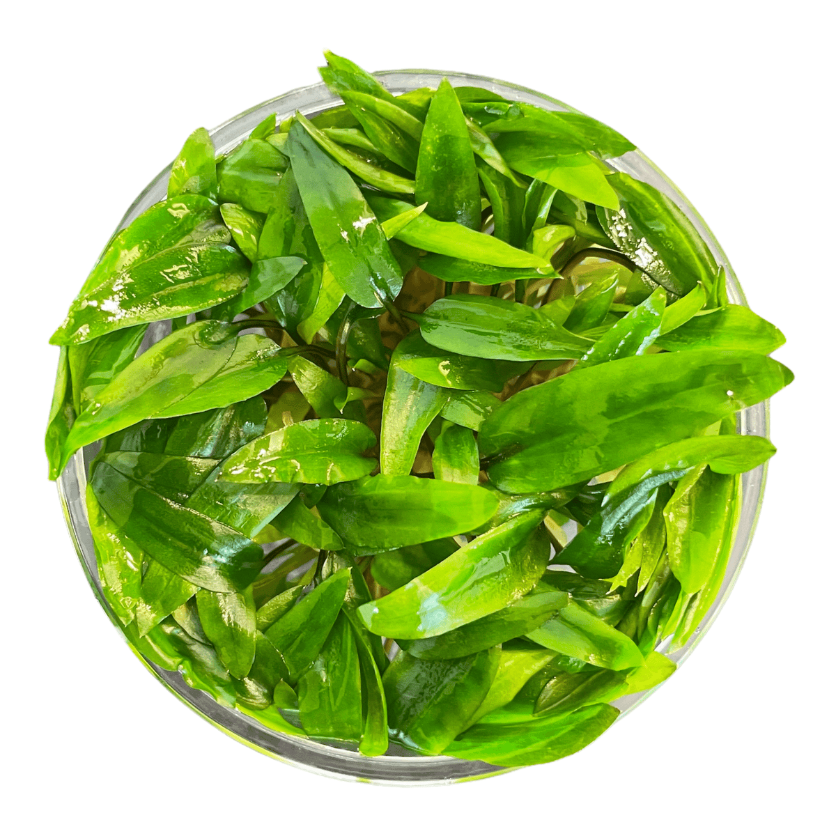 Cryptocoryne Wendtii 'Green' - Tissue Culture Cup