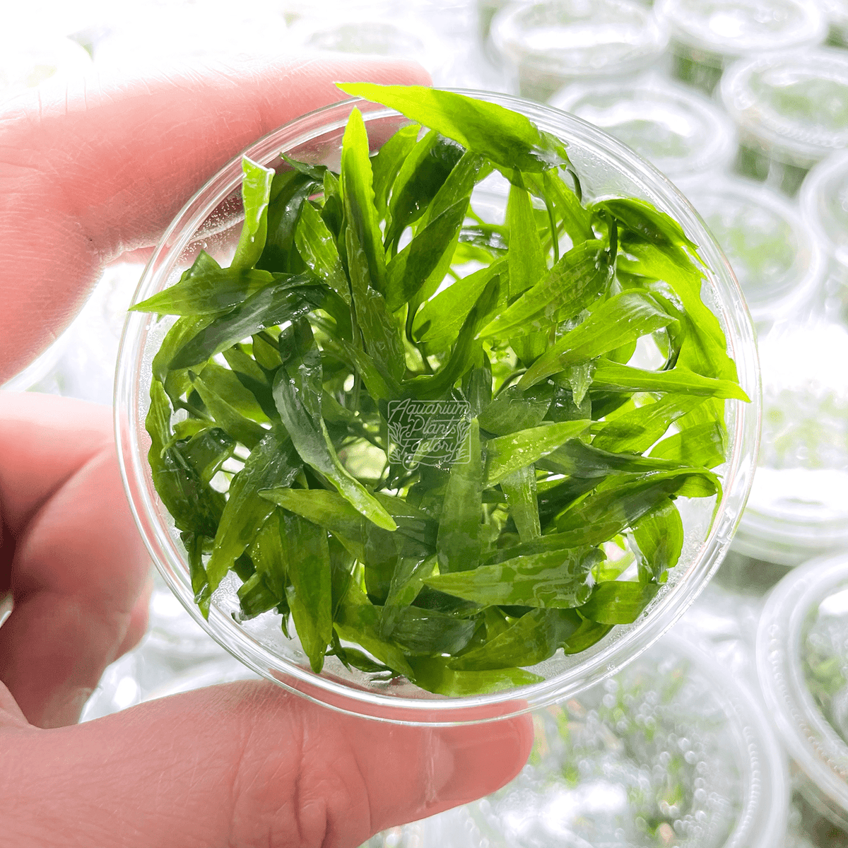 Lab-grown Cryptocoryne Wendtii Green with vibrant green wavy leaves