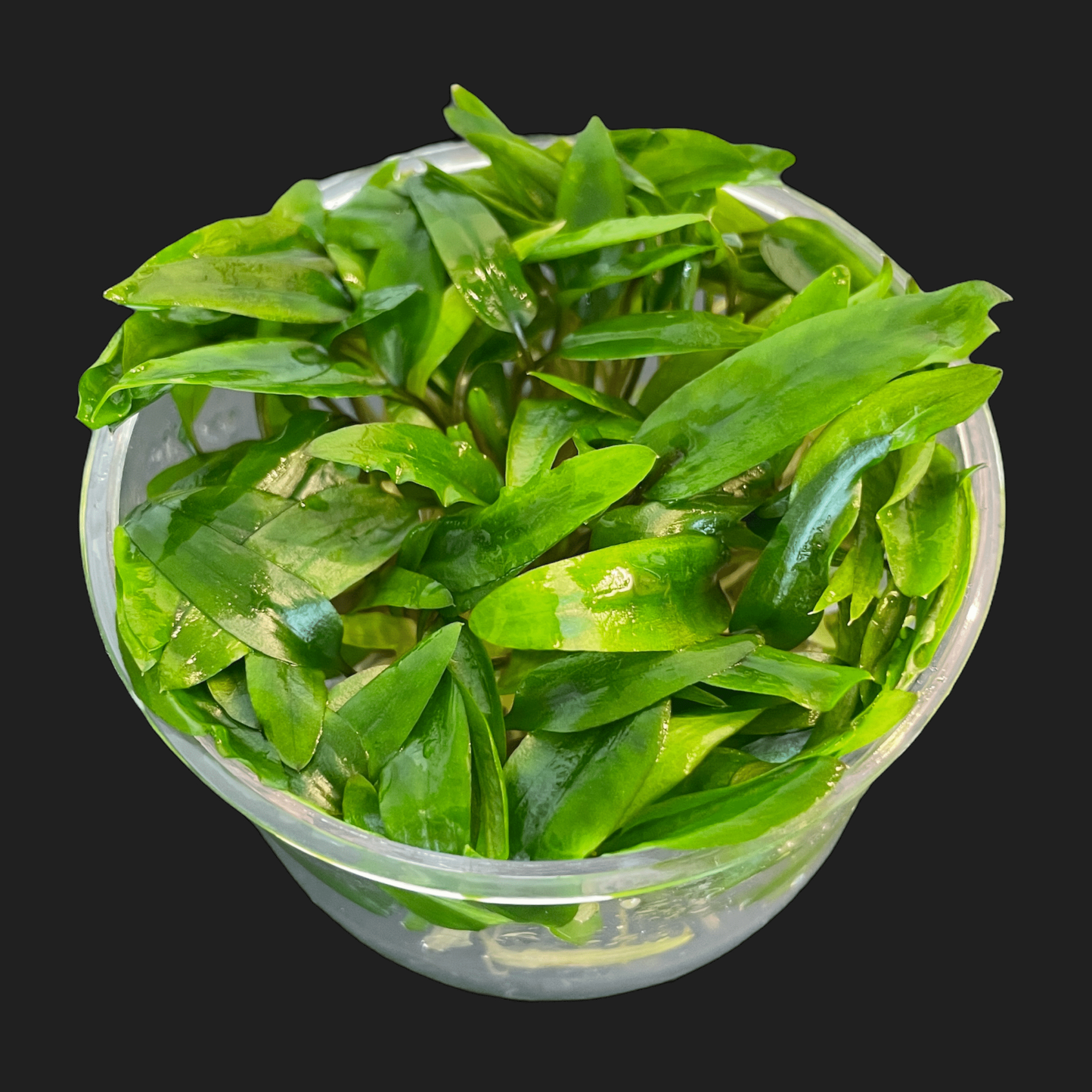 Cryptocoryne Wendtii 'Green' - Tissue Culture Cup - Aquarium Plants Factory