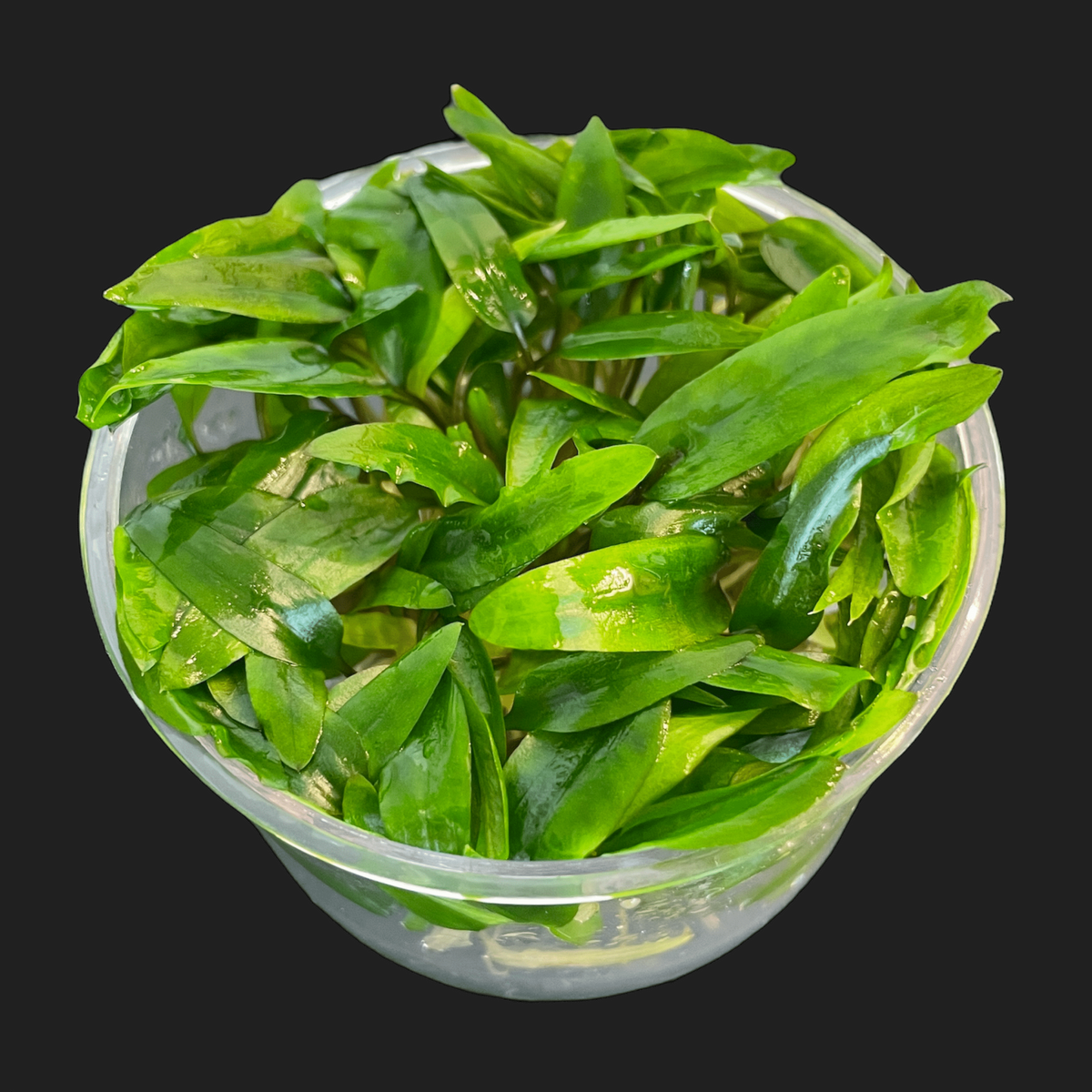 Cryptocoryne Wendtii 'Green' - Tissue Culture Cup, photo 7