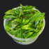 Cryptocoryne Wendtii 'Green' - Tissue Culture Cup - Aquarium Plants Factory