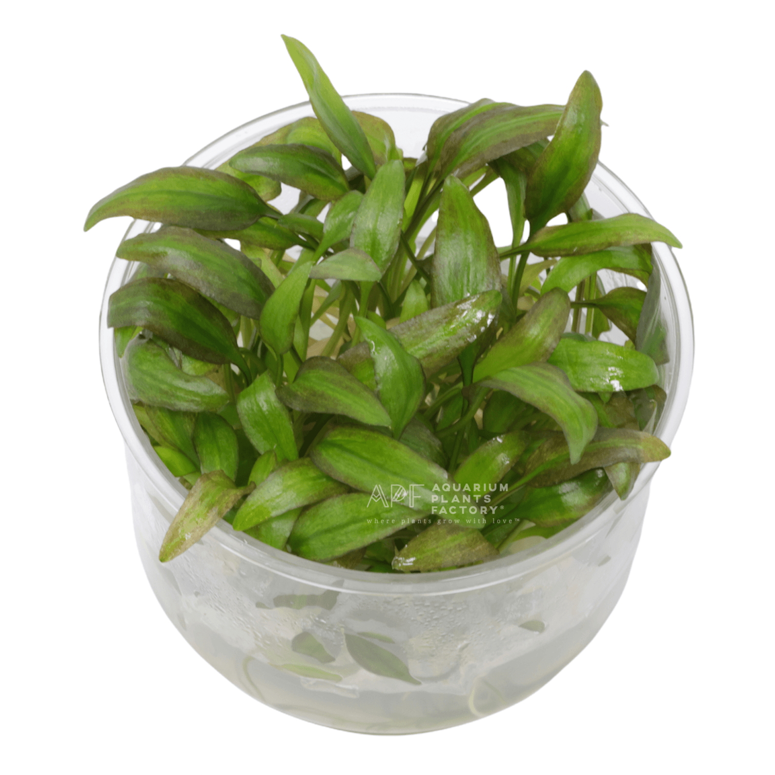 Cryptocoryne Willisii | APF Tissue Culture |  Aquarium Plants Factory®