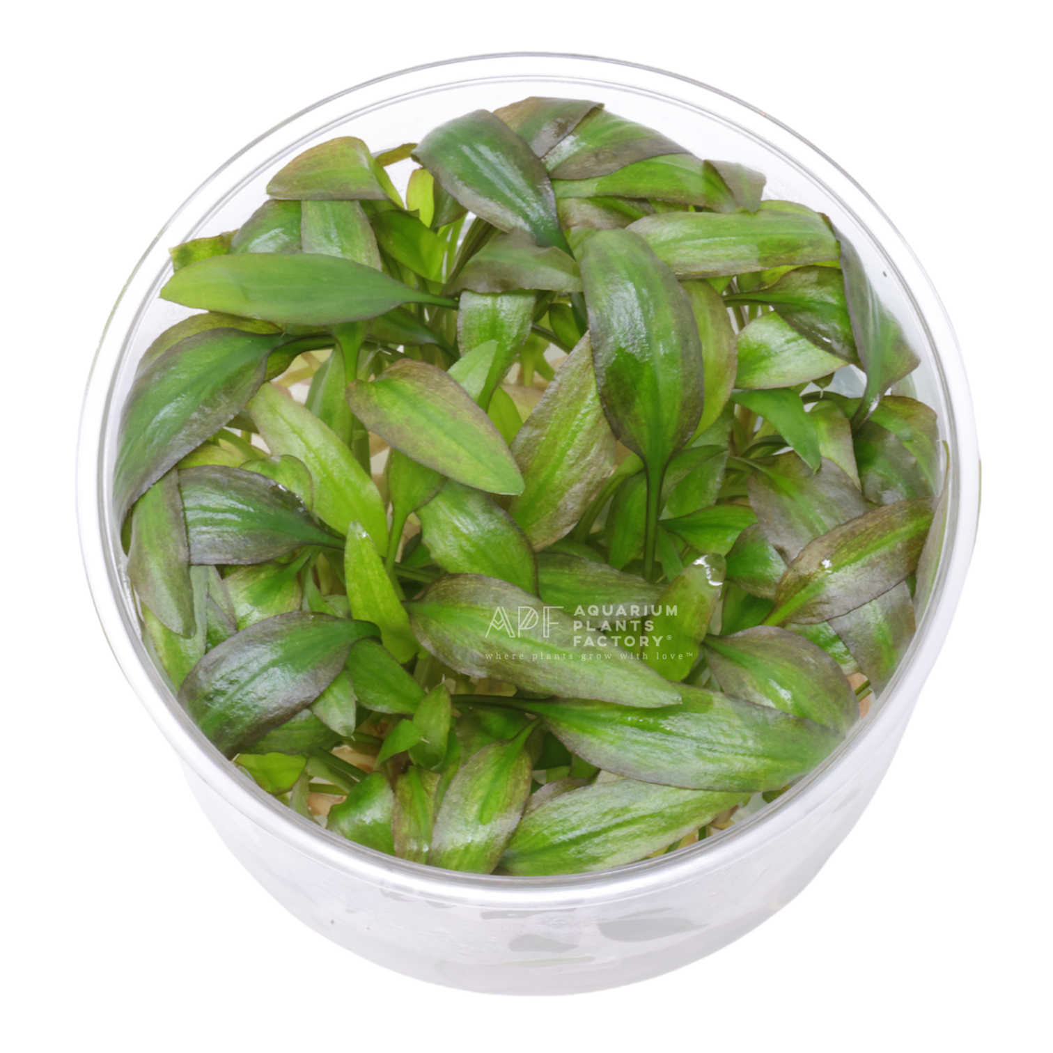 Cryptocoryne Willisii | APF Tissue Culture |  Aquarium Plants Factory®