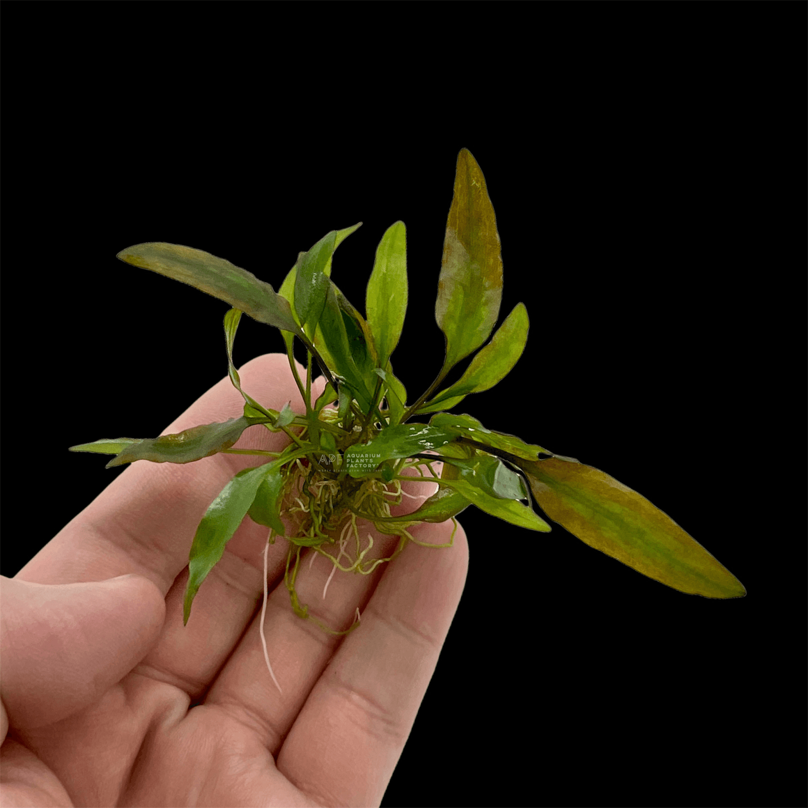 Cryptocoryne Willisii Bare-root | AFP Aquarium Plants Factory®