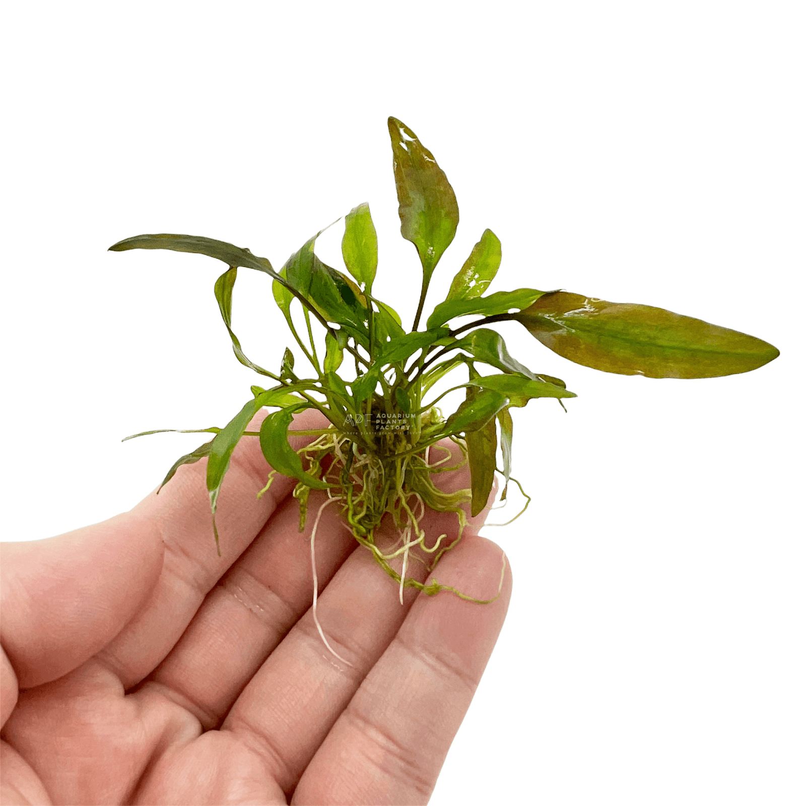 Cryptocoryne Willisii features slender, lance-shaped leaves that vary from light green to dark olive brown. Its compact, rosette growth pattern creates a dense, vibrant carpet, ideal for foreground and midground placement.