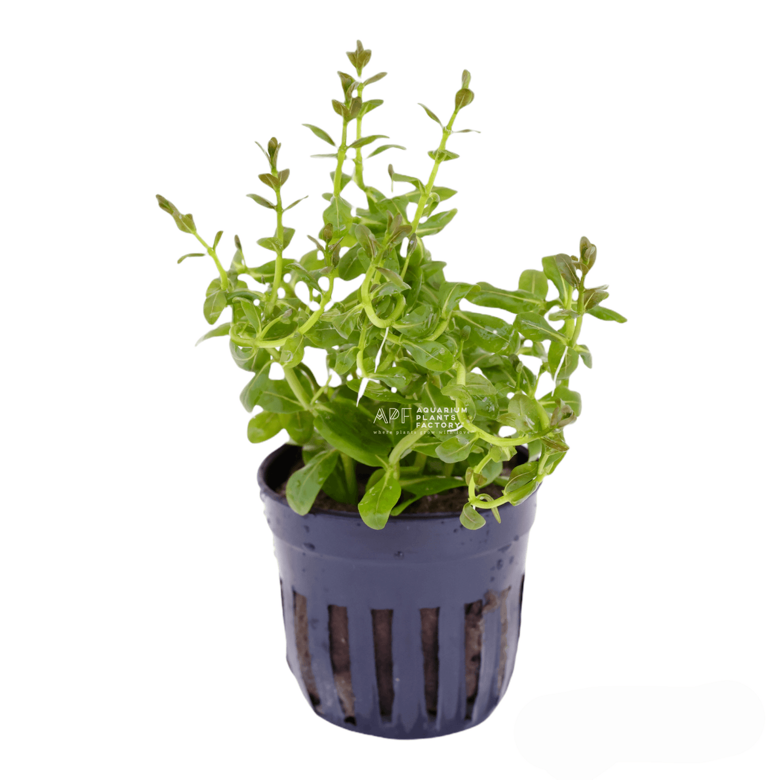 Ammannia Sulawesi - Aquarium Plants Factory