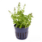 Ammannia Sulawesi - Aquarium Plants Factory