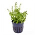 Ammannia Sulawesi - Aquarium Plants Factory