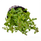 Ammannia Sulawesi - Aquarium Plants Factory