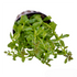 Ammannia Sulawesi - Aquarium Plants Factory