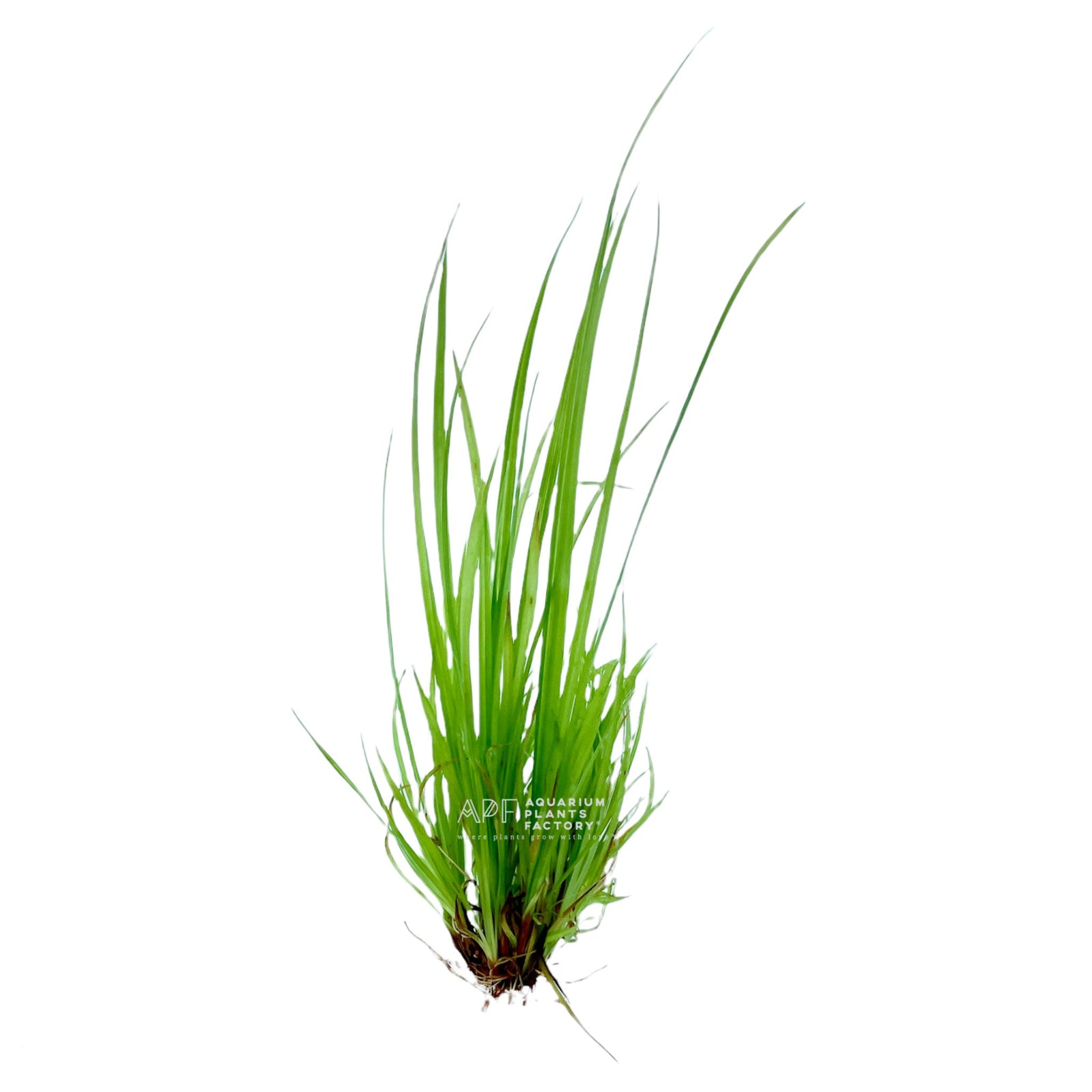 Cyperus Helferi