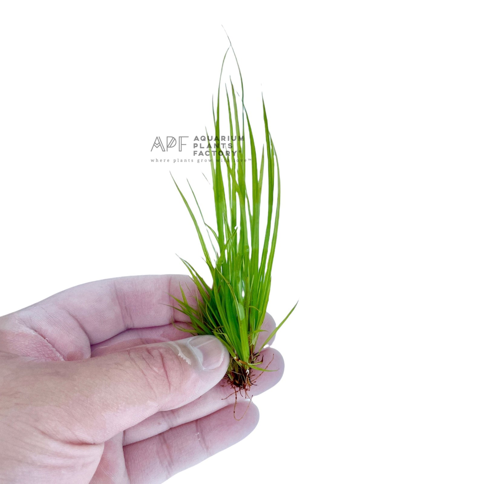 Cyperus Helferi Tissue Culture