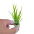 Cyperus Helferi Tissue Culture