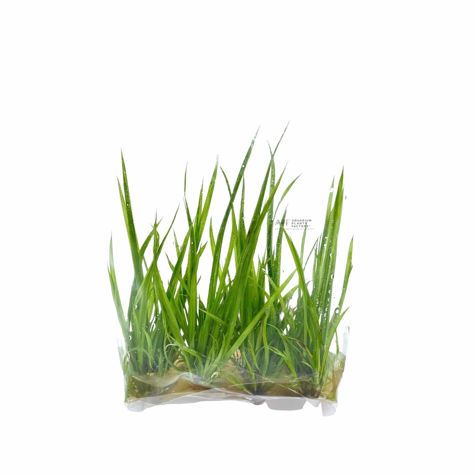 Cyperus Helferi - Tissue Culture - Aquarium Plants Factory