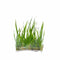 Cyperus Helferi - Tissue Culture - Aquarium Plants Factory