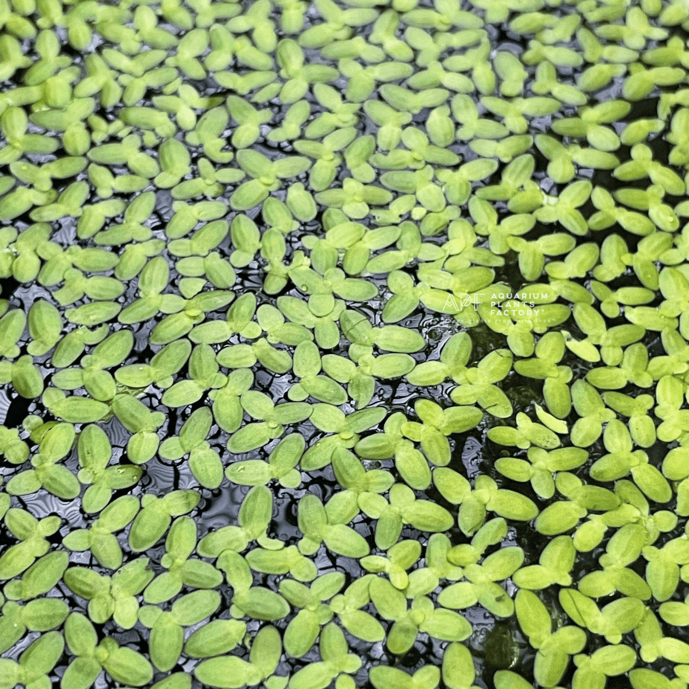 Duckweed Lemna Minor Live Floating Aquatic Plants for Pond & Aquarium ...